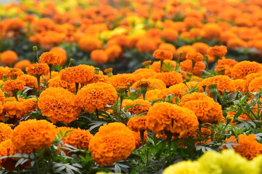 What Flower Am I Quiz. Marigolds